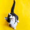 Feline Rescue Network Volunteer tuxedo cat