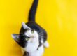 Feline Rescue Network Volunteer tuxedo cat