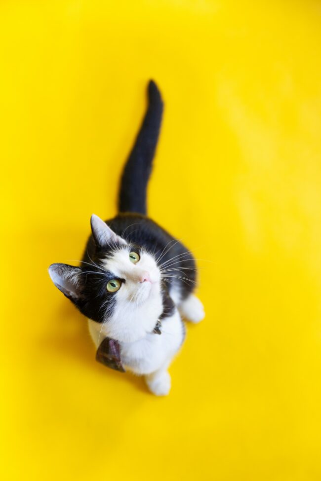 Feline Rescue Network Volunteer tuxedo cat