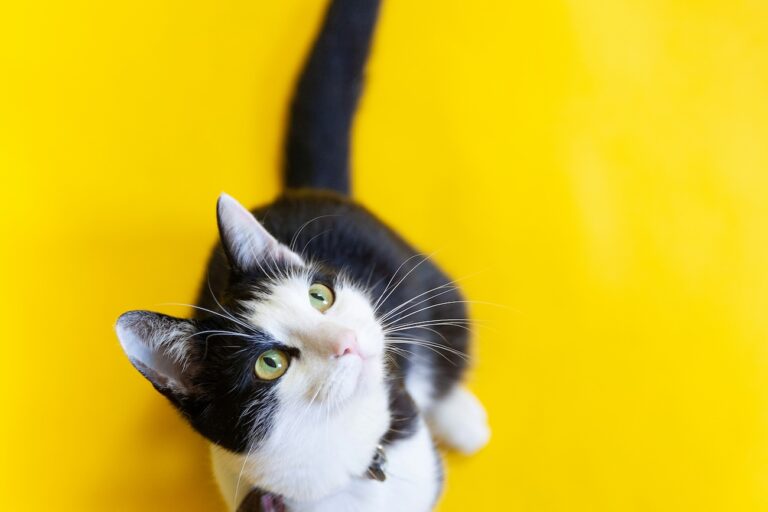 Feline Rescue Network Volunteer tuxedo cat