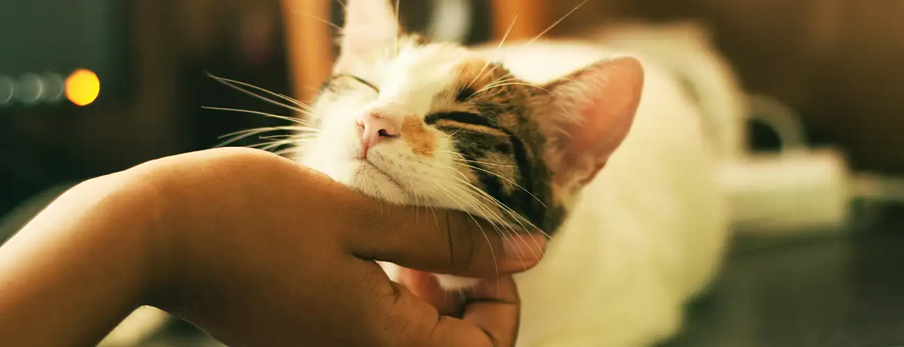 Feline Rescue Network - Colorado Springs - Cat Tales