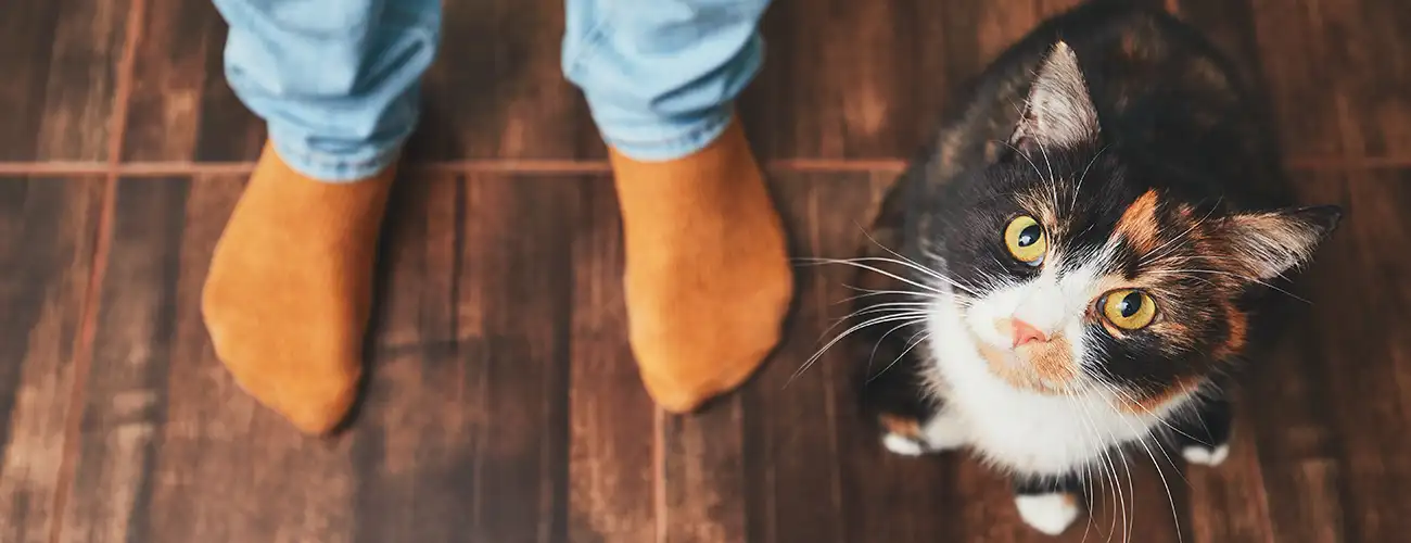 Feline Rescue Network - Adopt a Cat