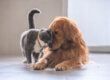 Feline Rescue Network - Meet You New Best Friend