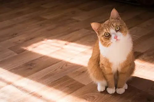 Feline Rescue Network - Visit the Shelter