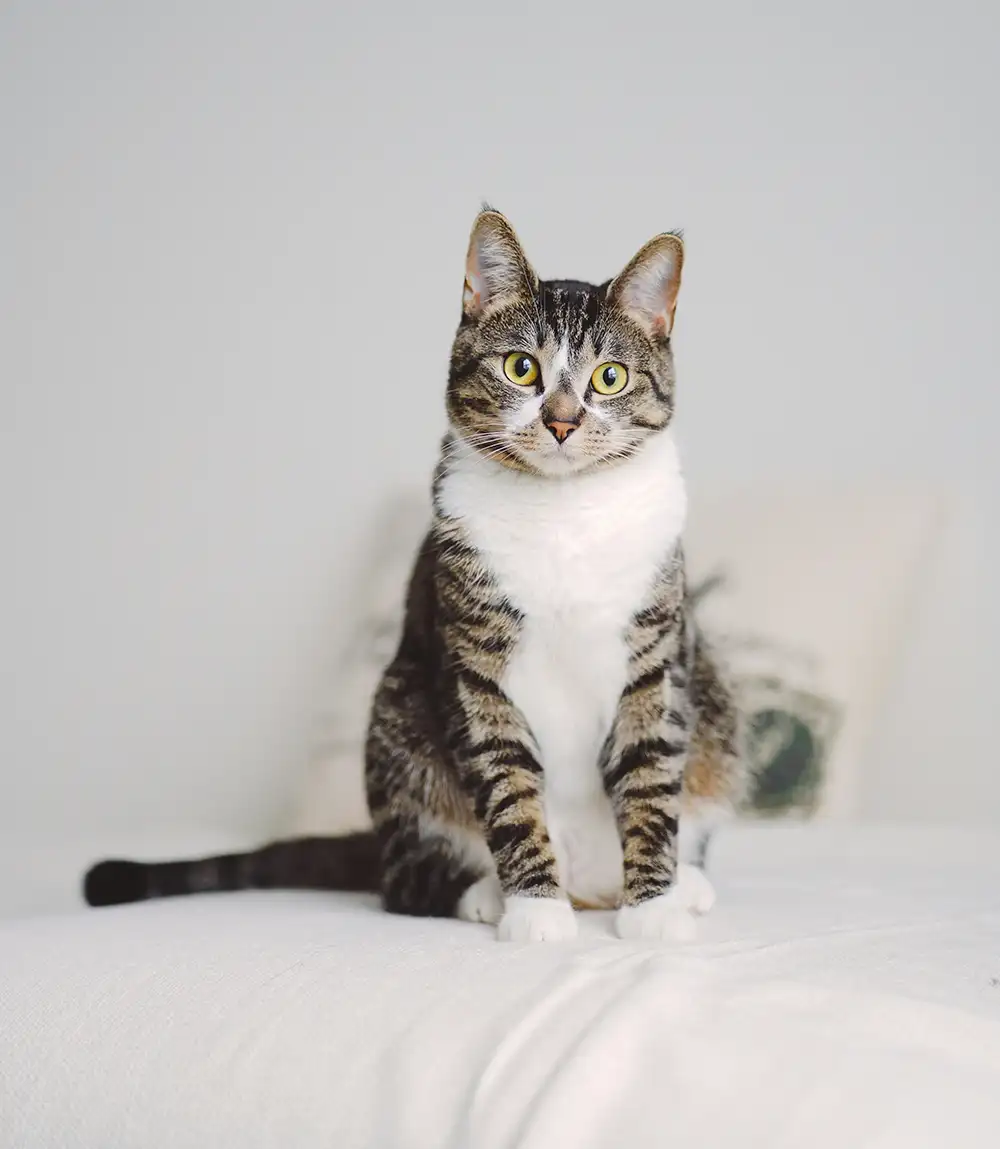 Feline Rescue Network Adopt