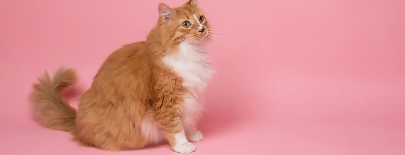 Feline Rescue Network - Cat Counseling