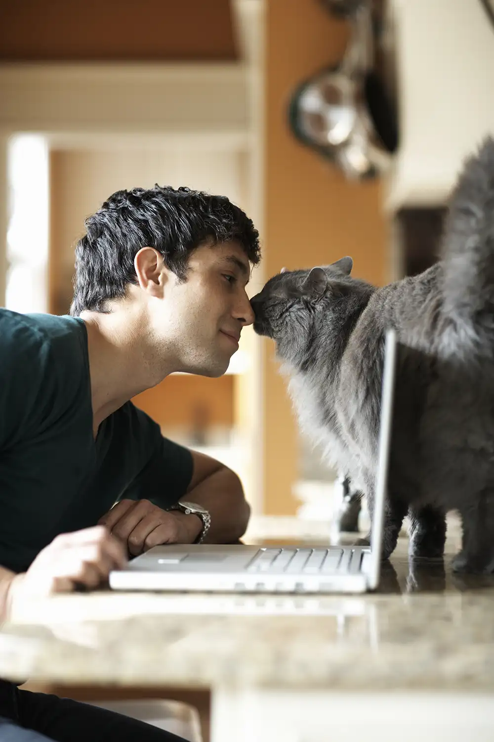 Feline Rescue Network - Contact Us