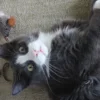 Feline Rescue Network - Get Involved
