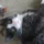 Feline Rescue Network - Get Involved