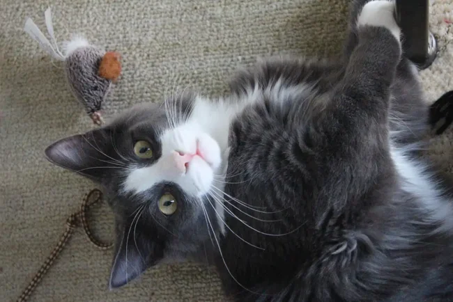 Feline Rescue Network - Get Involved