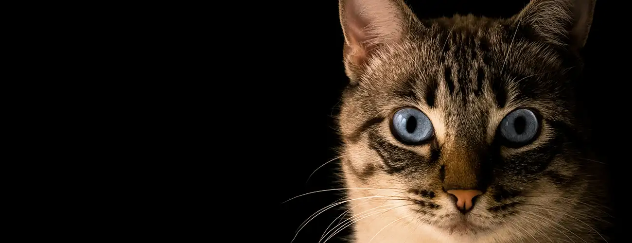 Feline Rescue Network - Donate