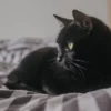 Feline Rescue Network - Donate Monthly