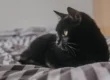 Feline Rescue Network - Donate Monthly