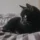Feline Rescue Network - Donate Monthly
