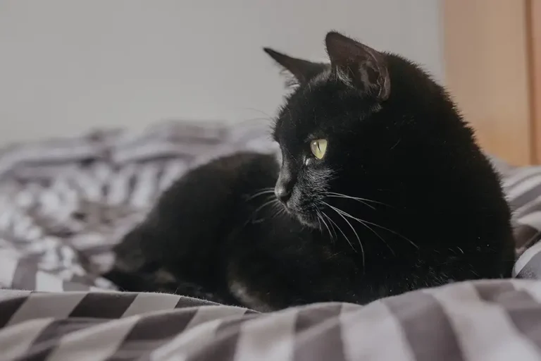 Feline Rescue Network - Donate Monthly