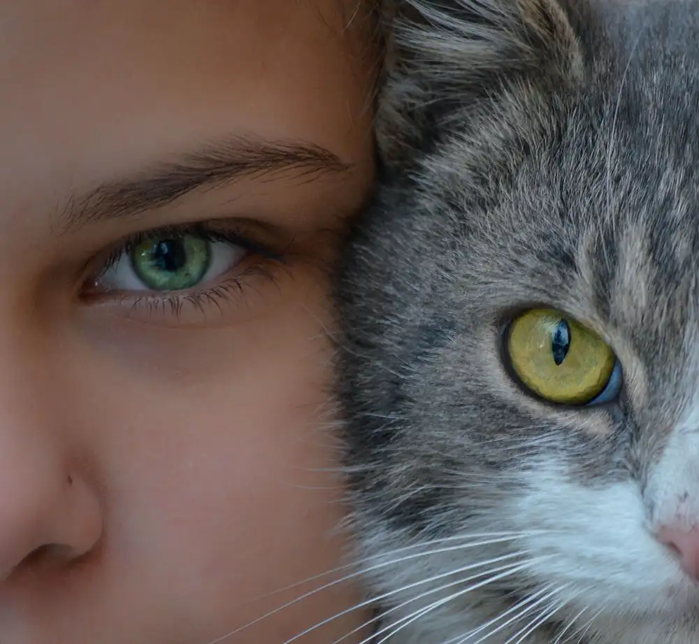 Feline Rescue Network - Donate and Other Ways to Give