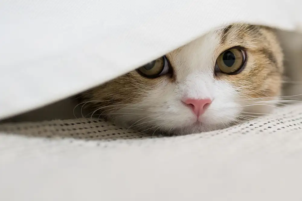 Feline Rescue Network - Events