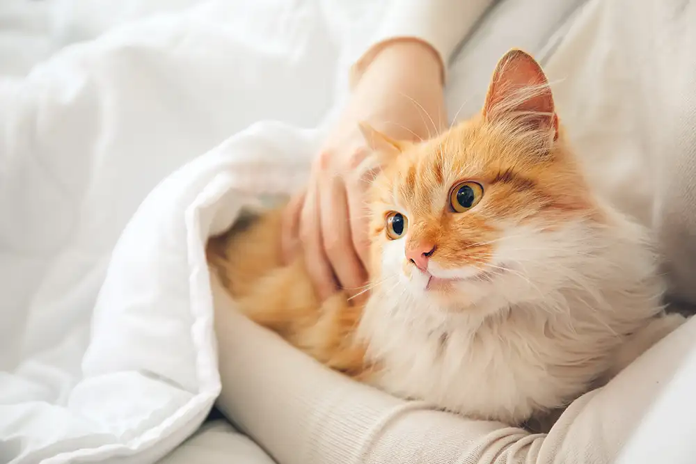 Feline Rescue Network - Volunteers Feline Rescue Network - Volunteers