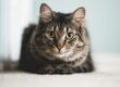 Feline Rescue Network Blog