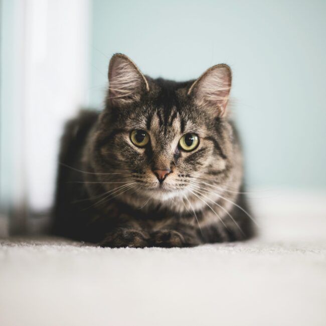 Feline Rescue Network Blog