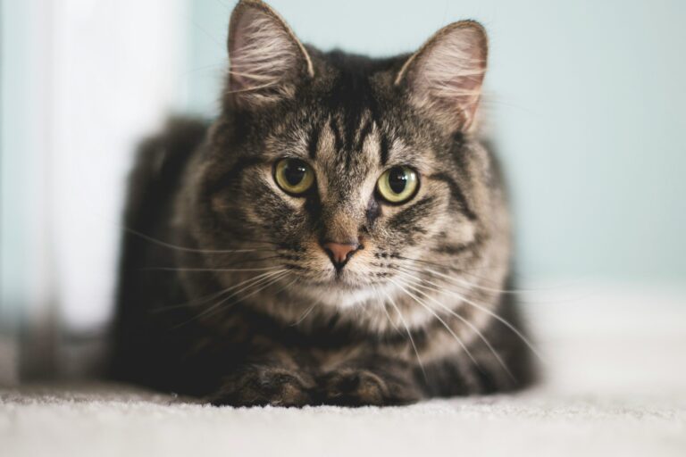Feline Rescue Network Blog