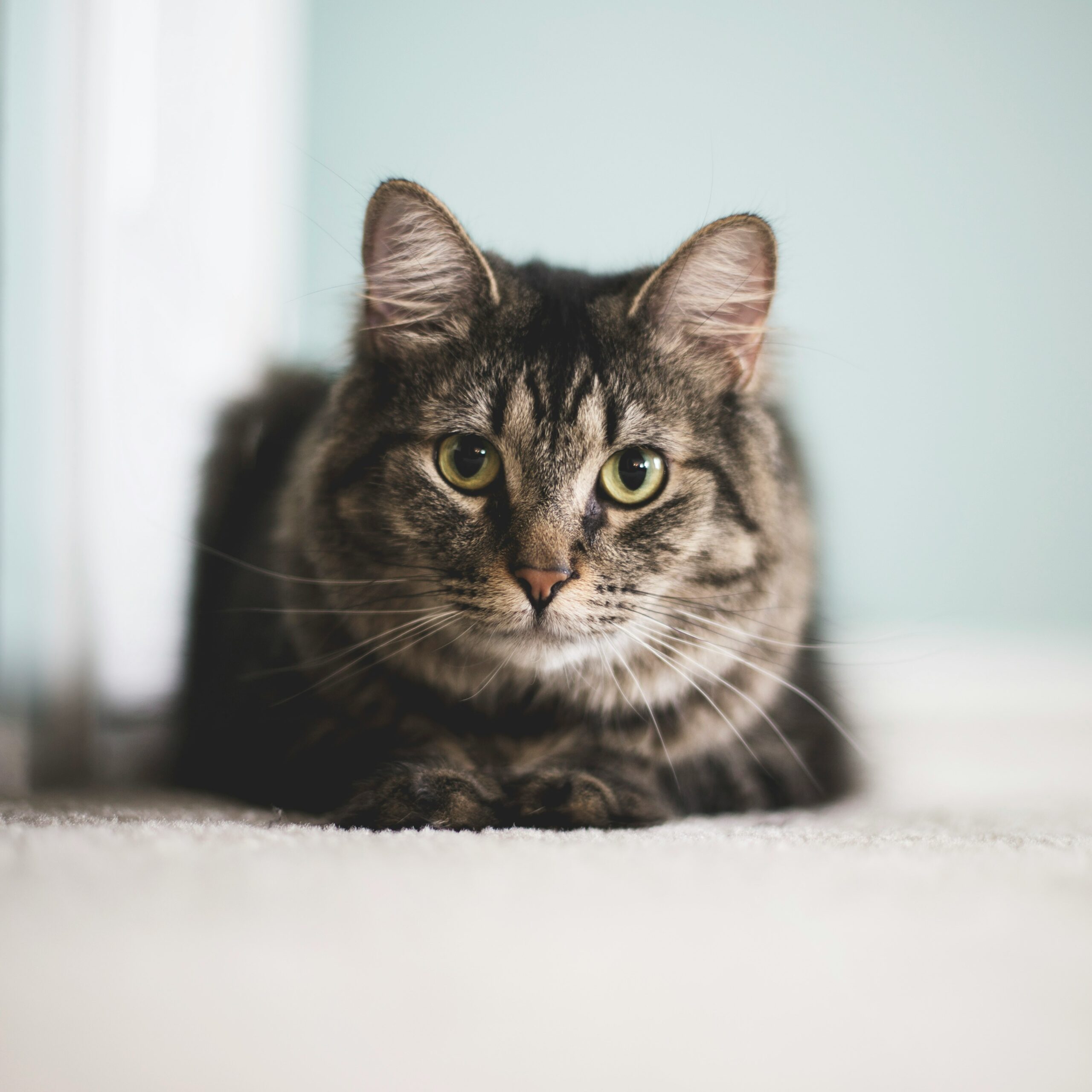 Feline Rescue Network Blog Feline Rescue Network Blog
