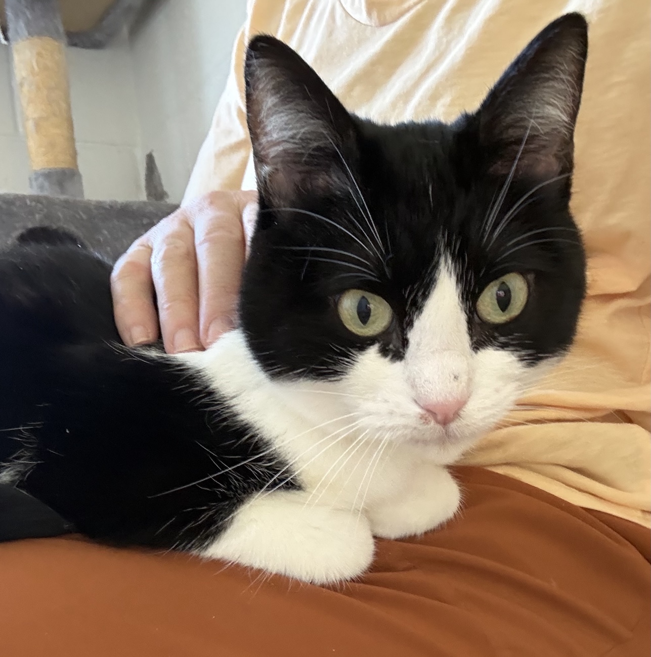 Tucker the tuxedo at Feline Rescue Network