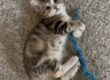 Weeble at Feline Rescue Network