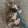 Weeble at Feline Rescue Network